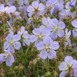 Wiesengeranie Mrs. Kendall Clark - Zarte Blüten, robuste Pflanze