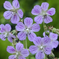 Wiesengeranie Mrs. Kendall Clark - Zarte Blüten, robuste Pflanze