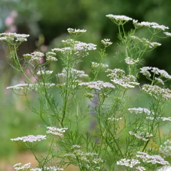 Wiesen-Kümmel - Würze frisch aus dem Garten