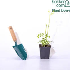 Wiesenraute ‘Album’ - Wolke aus weißen Blüten