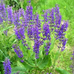 Wiesensalbei - Bienenmagnet ganz einfach