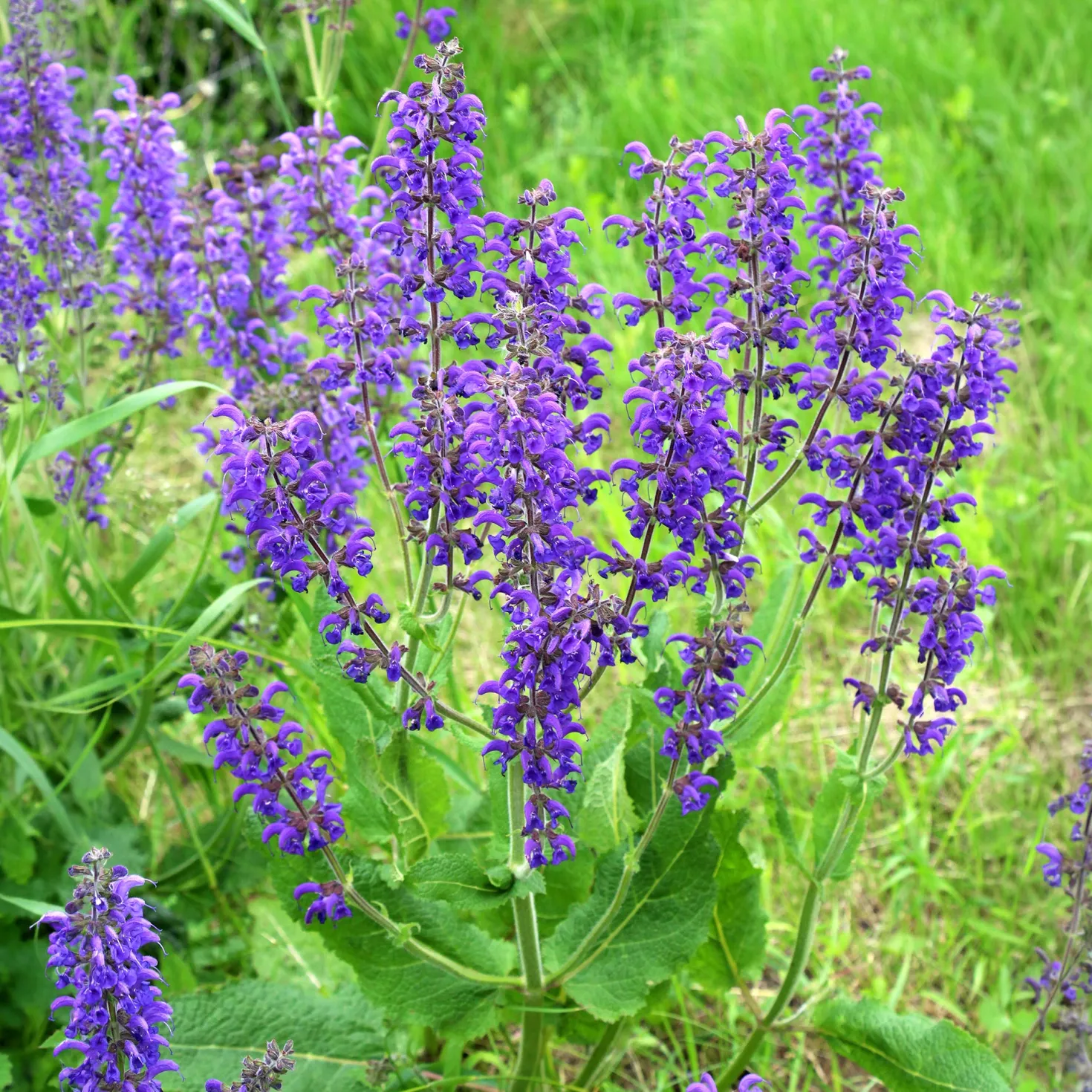 Wiesensalbei - Bienenmagnet ganz einfach
