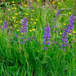 Wiesensalbei - Bienenmagnet ganz einfach