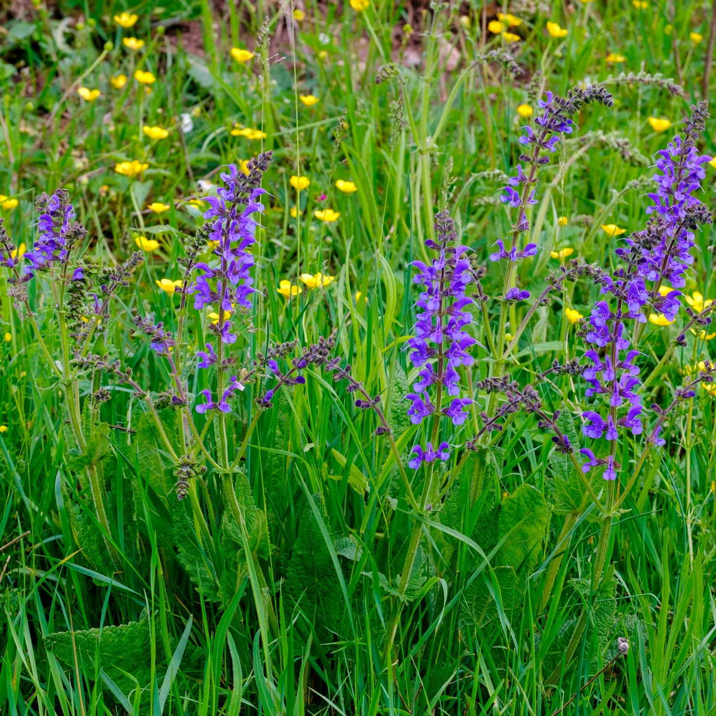 Wiesensalbei - Bienenmagnet ganz einfach