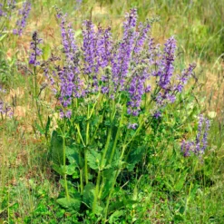 Wiesensalbei - Bienenmagnet ganz einfach