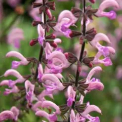 Wiesensalbei Rose Rhapsody - Rosa Blüten, voller Bienen