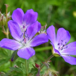 Wiesen-Storchschnabel - Blüht den ganzen Sommer