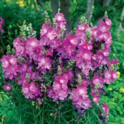 Wilde Malve 'Party Girl' - Rosa Blüten den ganzen Sommer