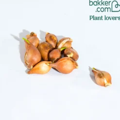 Wildtulpen bakeri Lilac Wonder (x10) - Zarte Farbtupfer im Frühling
