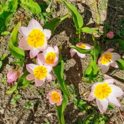 Wildtulpen bakeri Lilac Wonder (x10) - Zarte Farbtupfer im Frühling