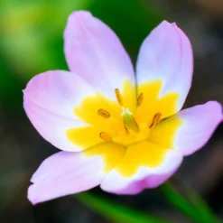 Wildtulpen bakeri Lilac Wonder (x10) - Zarte Farbtupfer im Frühling