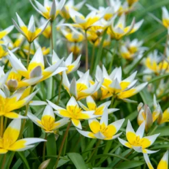 Wildtulpen Tarda (x10) - Sternform in Sonnengelb