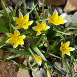 Wildtulpen Tarda (x10) - Sternform in Sonnengelb