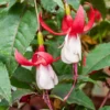 Winterharte Fuchsien Mischung (x6) - Blüten bis in den Oktober