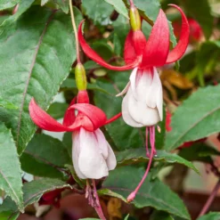 Winterharte Fuchsien Mischung (x6) - Blüten bis in den Oktober