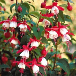 Winterharte Fuchsien Mischung (x6) - Blüten bis in den Oktober
