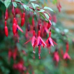 Winterharte Fuchsien Mischung (x6) - Blüten bis in den Oktober