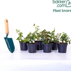 Winterharte Fuchsien Mischung (x6) - Blüten bis in den Oktober