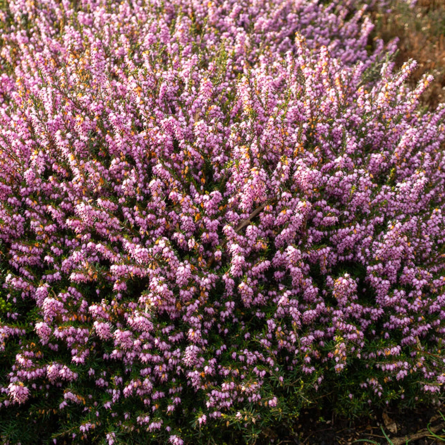 Winterheide 'Darley Dale' - Farbe mitten im Winter