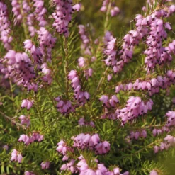 Winterheide 'Darley Dale' - Farbe mitten im Winter