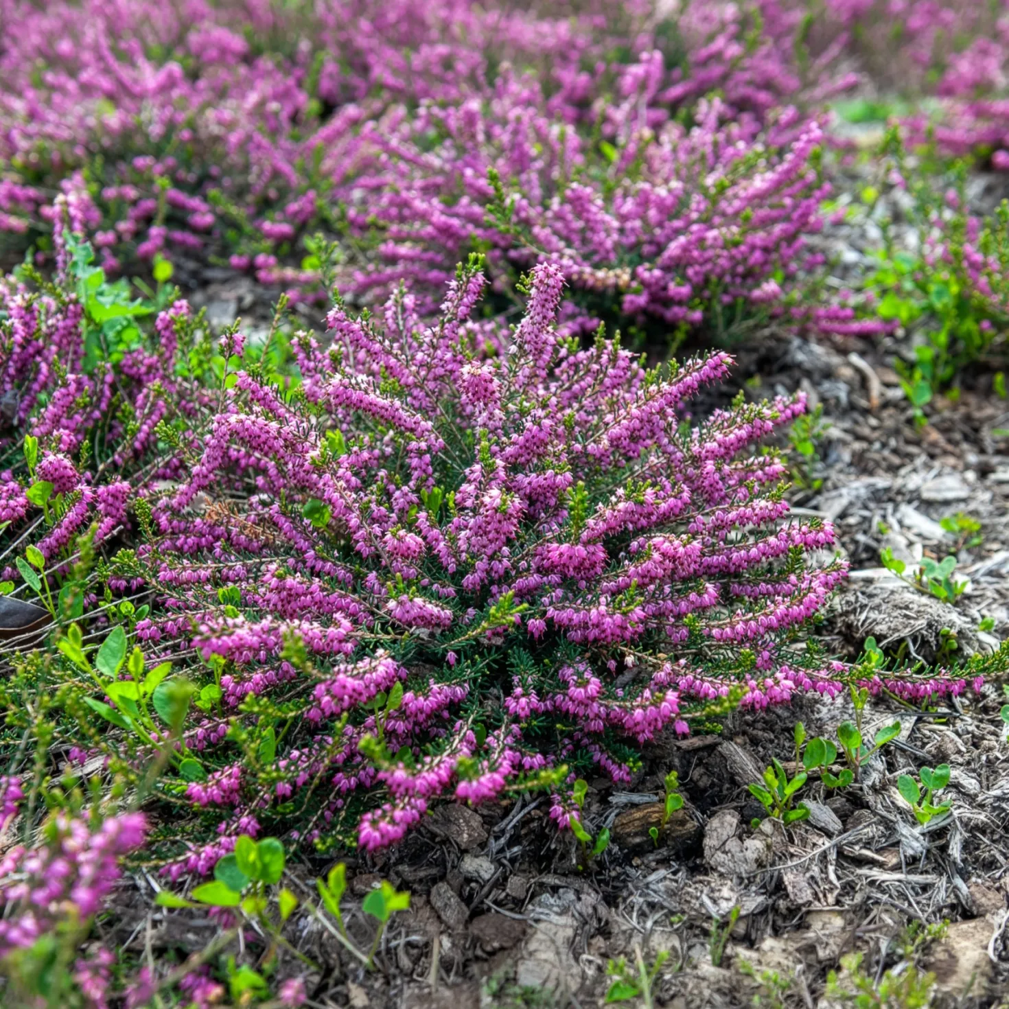 Winterheide Ghost Hills - Blüten mitten im Winter
