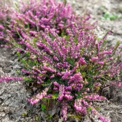 Winterheide Ghost Hills - Blüten mitten im Winter