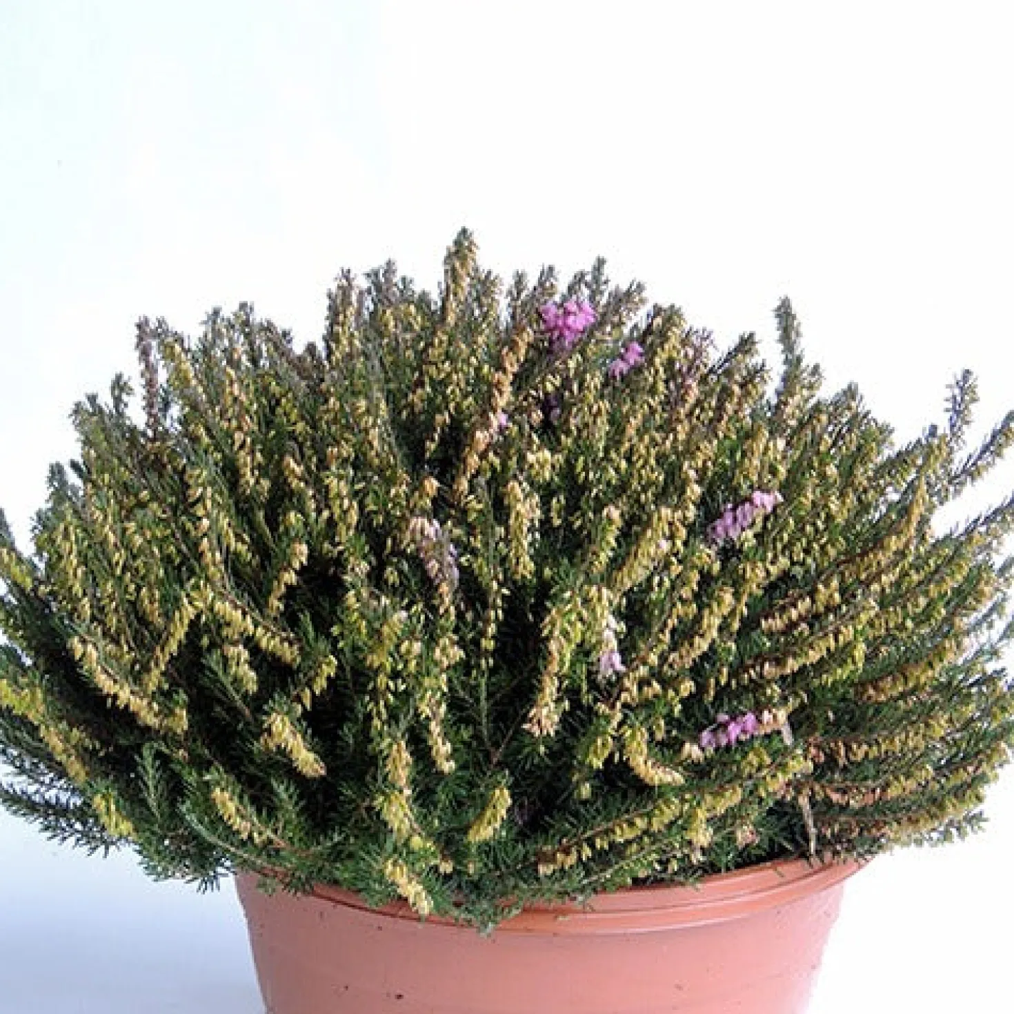 Winterheide J.W. Porter - Farbe im Winter, ganz einfach