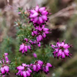 Winterheide J.W. Porter - Farbe im Winter, ganz einfach
