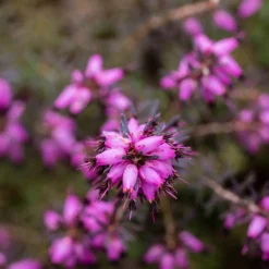 Winterheide J.W. Porter - Farbe im Winter, ganz einfach