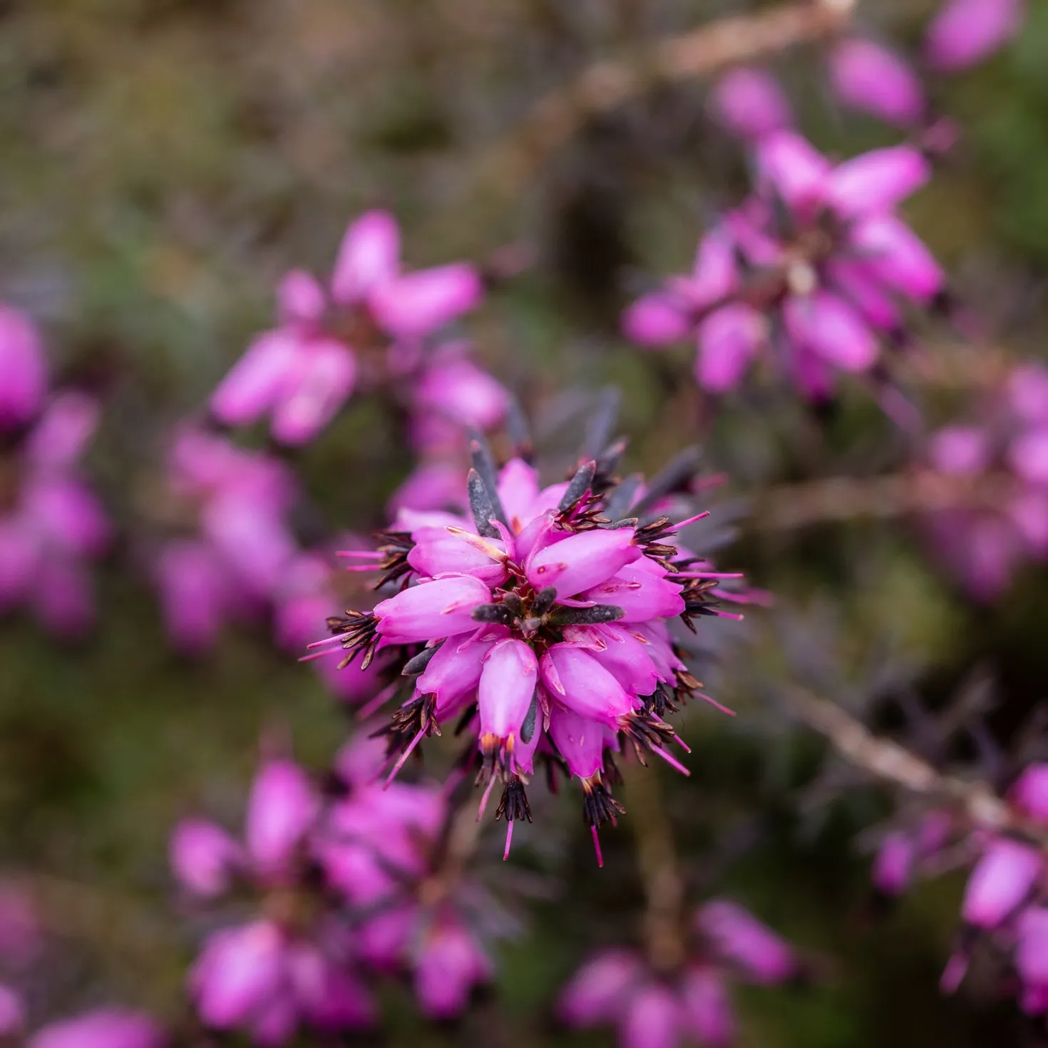 Winterheide J.W. Porter - Farbe im Winter, ganz einfach
