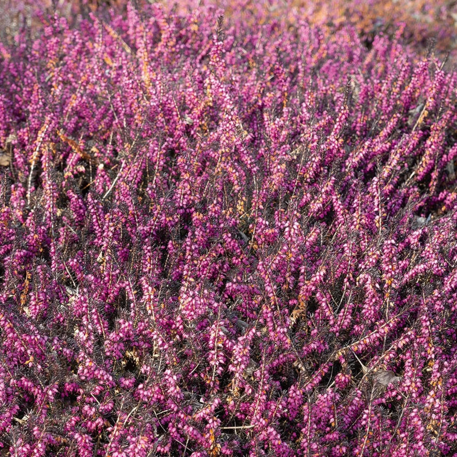 Winterheide 'Kramer's Rote' - Farbe im Wintergarten