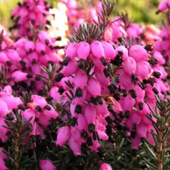 Winterheide ‘Lucie’ - Farbe mitten im Winter