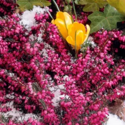 Winterheide ‘Lucie’ - Farbe mitten im Winter