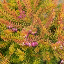 Winterheide Mary Helen - Blüten mitten im Winter