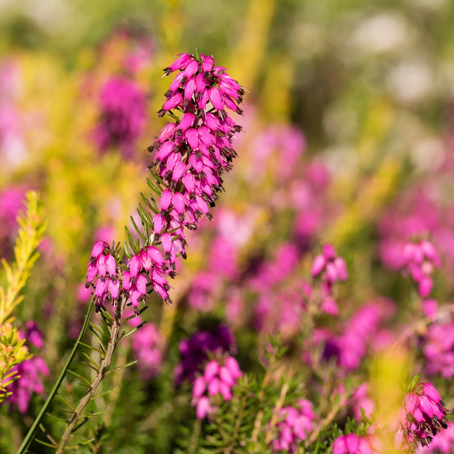 Winterheide ‘Myretoun Ruby’ - Farbe mitten im Winter
