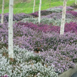Winterheiden Mischung (rot + rosa + weiß) (x6) - Farbe mitten im Winter