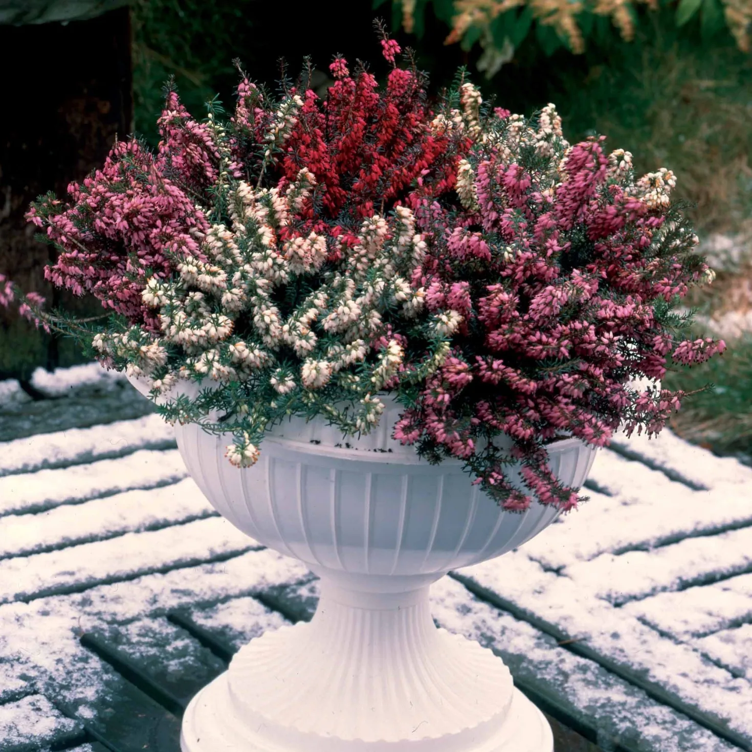 Winterheiden Mischung (rot + rosa + weiß) (x6) - Farbe mitten im Winter