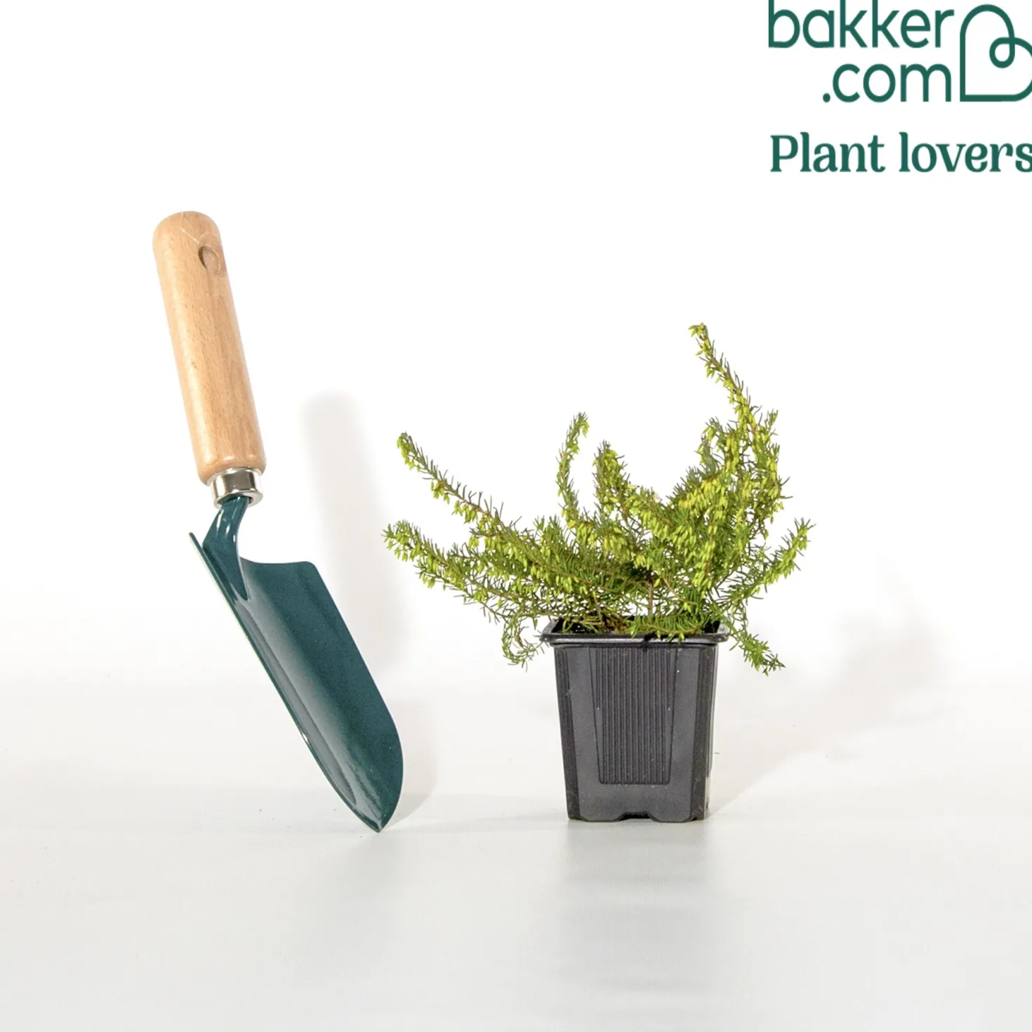 Winterheide ‘Spring Surprise’ - Farbe mitten im Winter