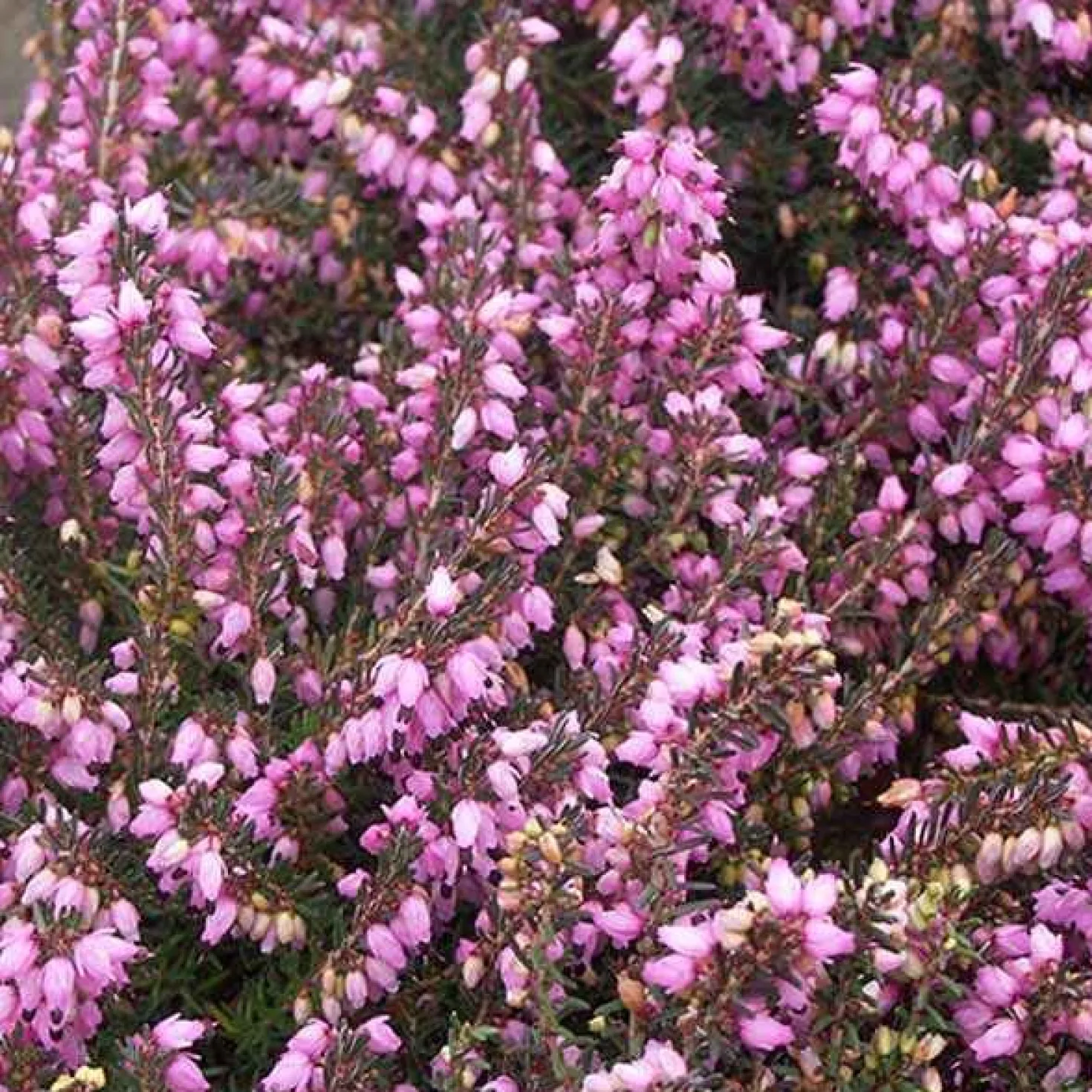 Winterheide ‘Spring Surprise’ - Farbe mitten im Winter