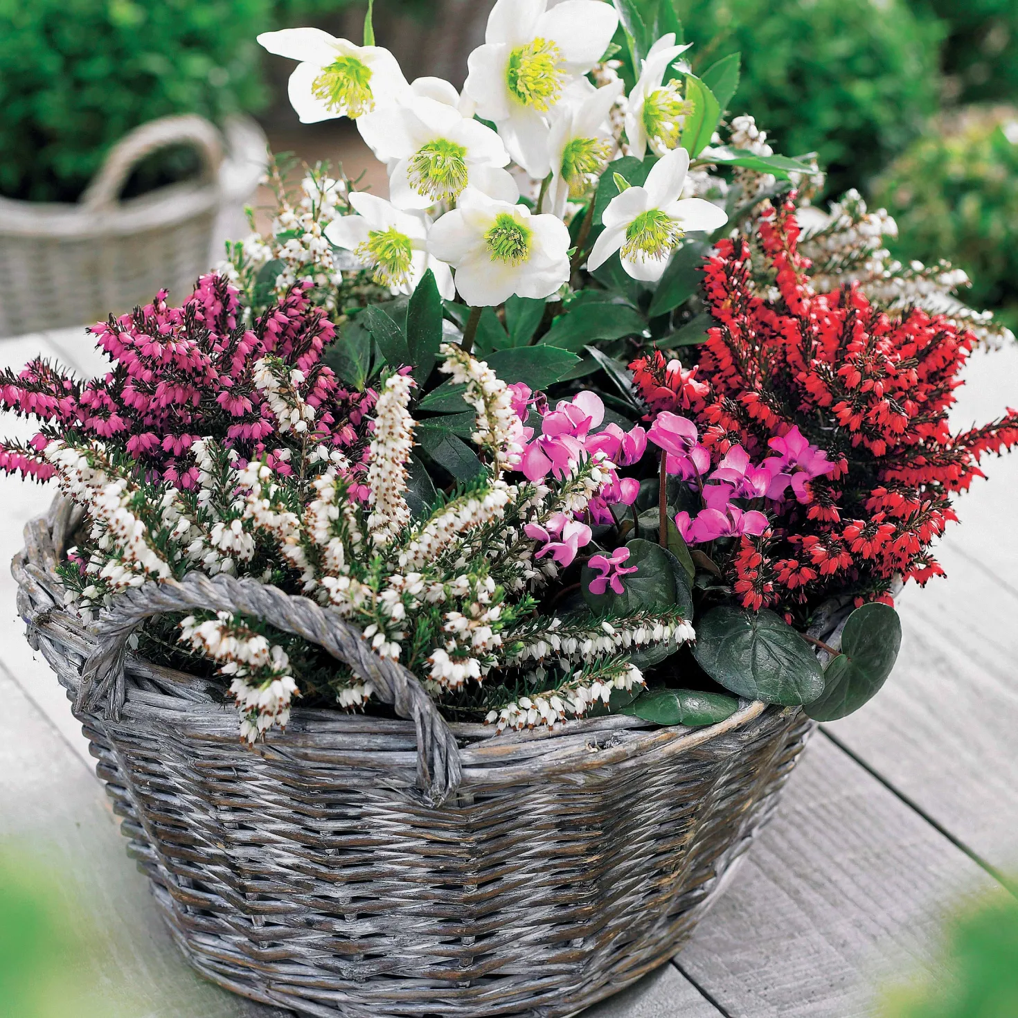Winterheide und Christrose Mischung (x4) - Farbe mitten im Winter