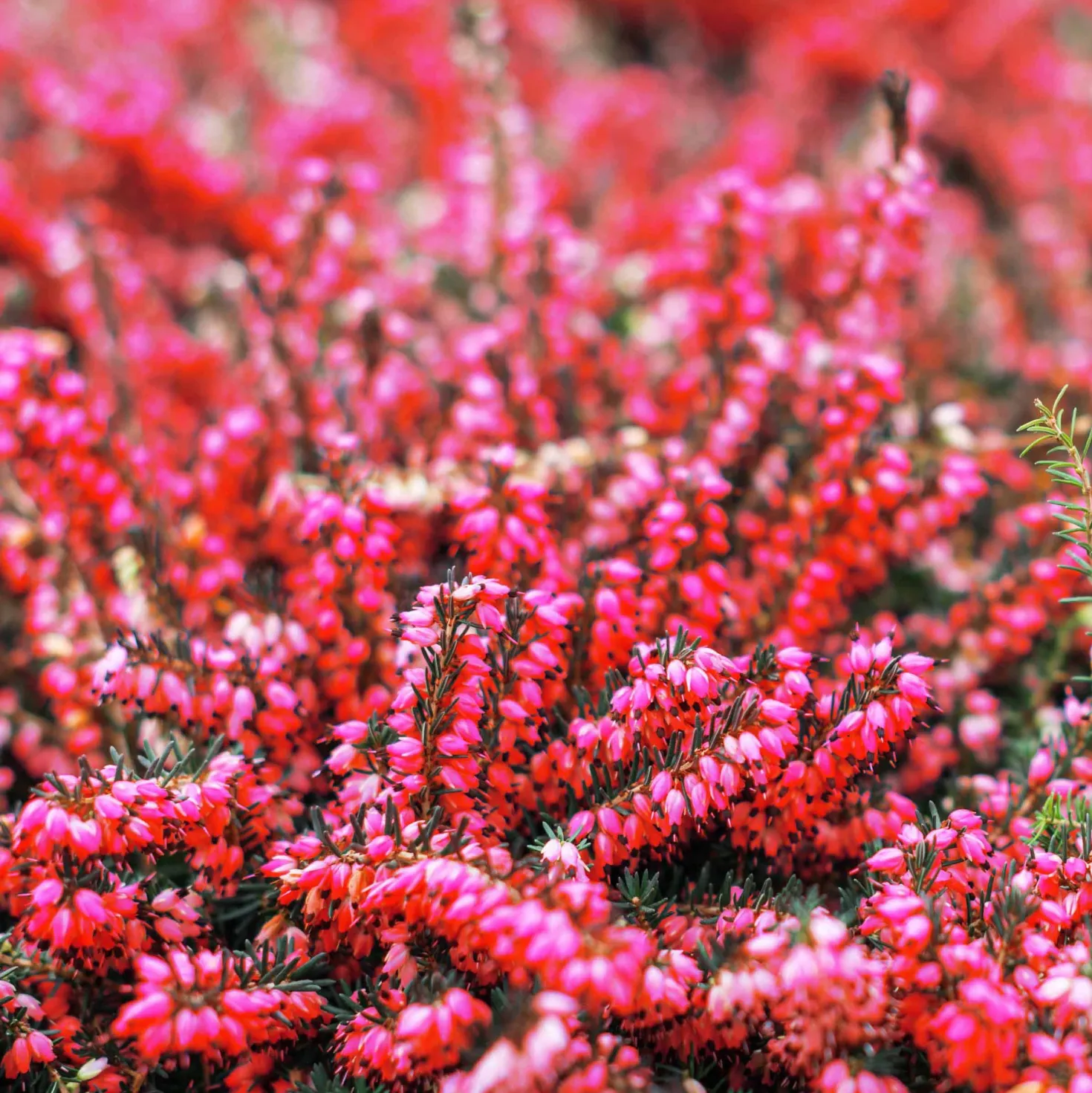 Winterheide und Christrose Mischung (x4) - Farbe mitten im Winter