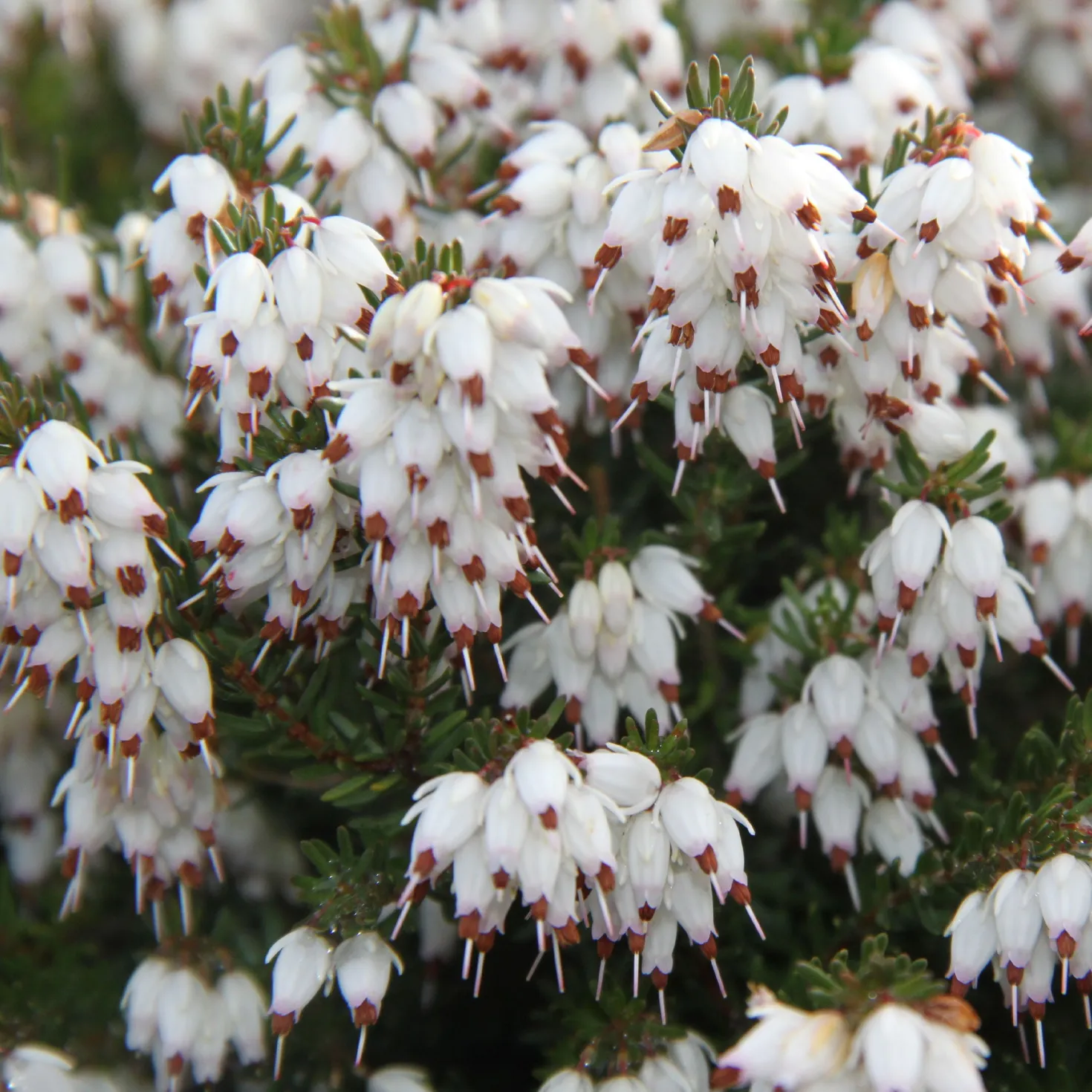 Winterheide White Glow - Blüten mitten im Winter