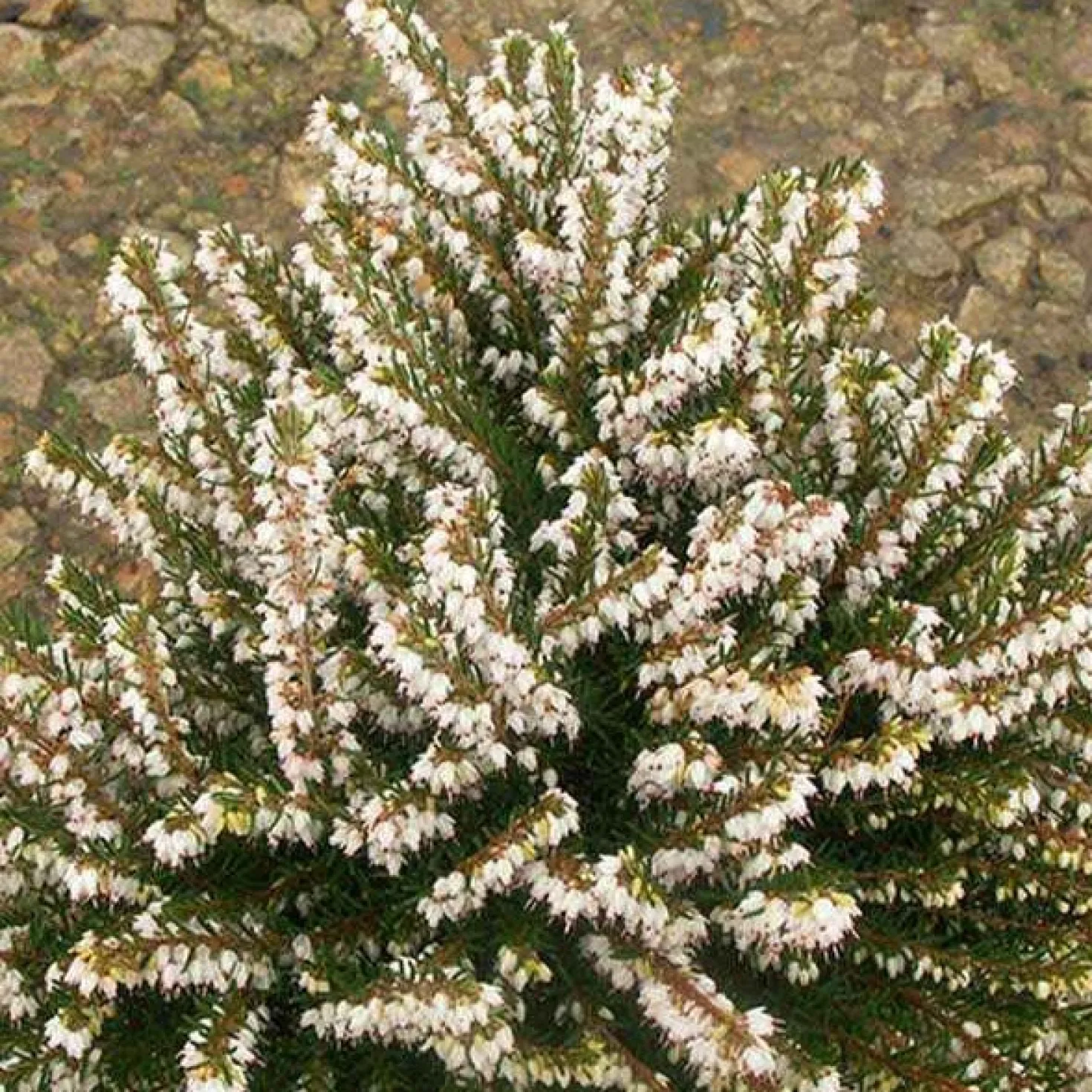 Winterheide White Glow - Blüten mitten im Winter