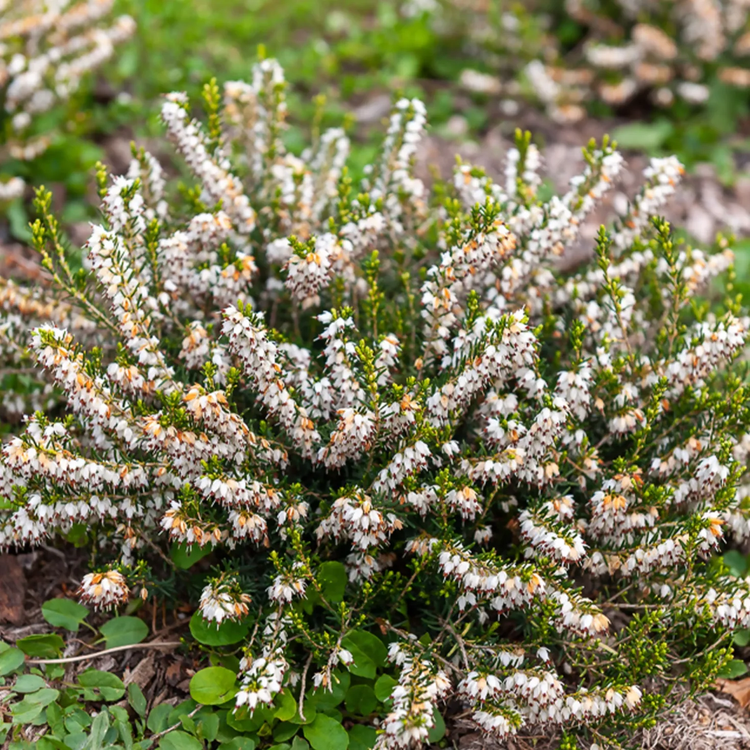 Winterheide White Glow - Blüten mitten im Winter