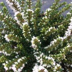 Winterheide 'White Perfection' - Weiße Blüten mitten im Winter