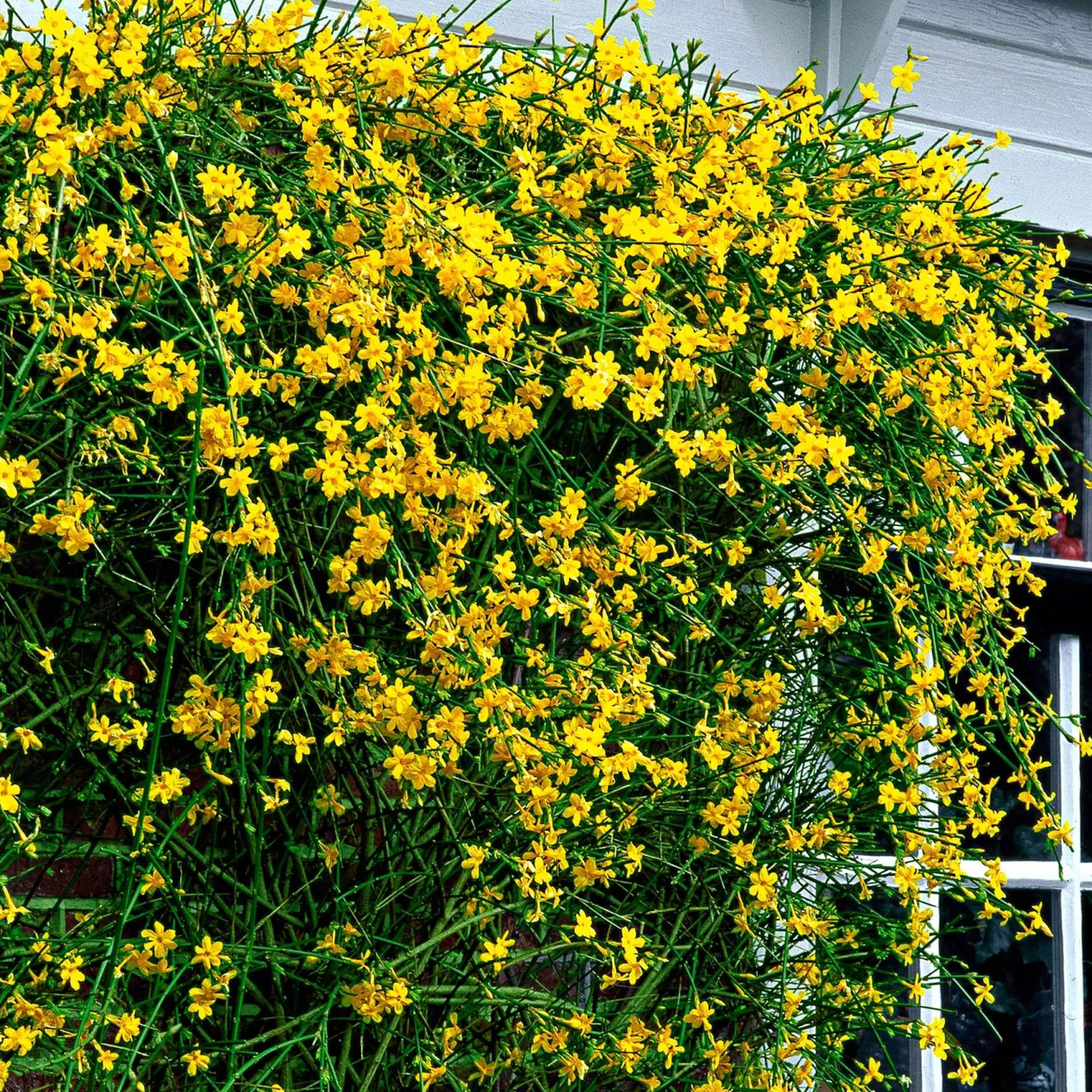 Winterjasmin - Gelbe Blüten mitten im Winter