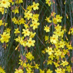 Winterjasmin - Gelbe Blüten mitten im Winter