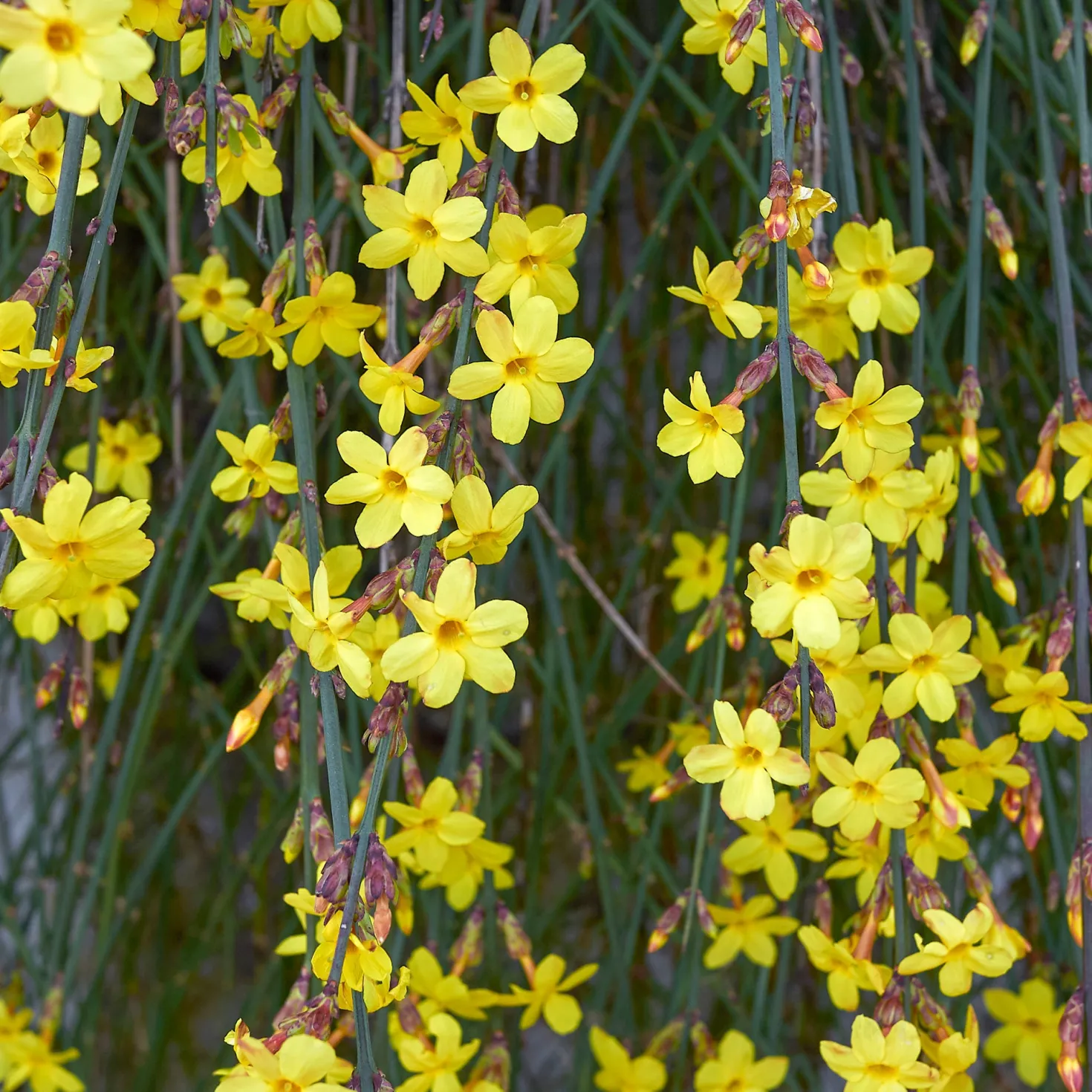 Winterjasmin - Gelbe Blüten mitten im Winter