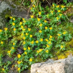 Winterling (x10) - Erste Blüten im Winter