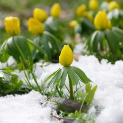 Winterling (x10) - Erste Blüten im Winter